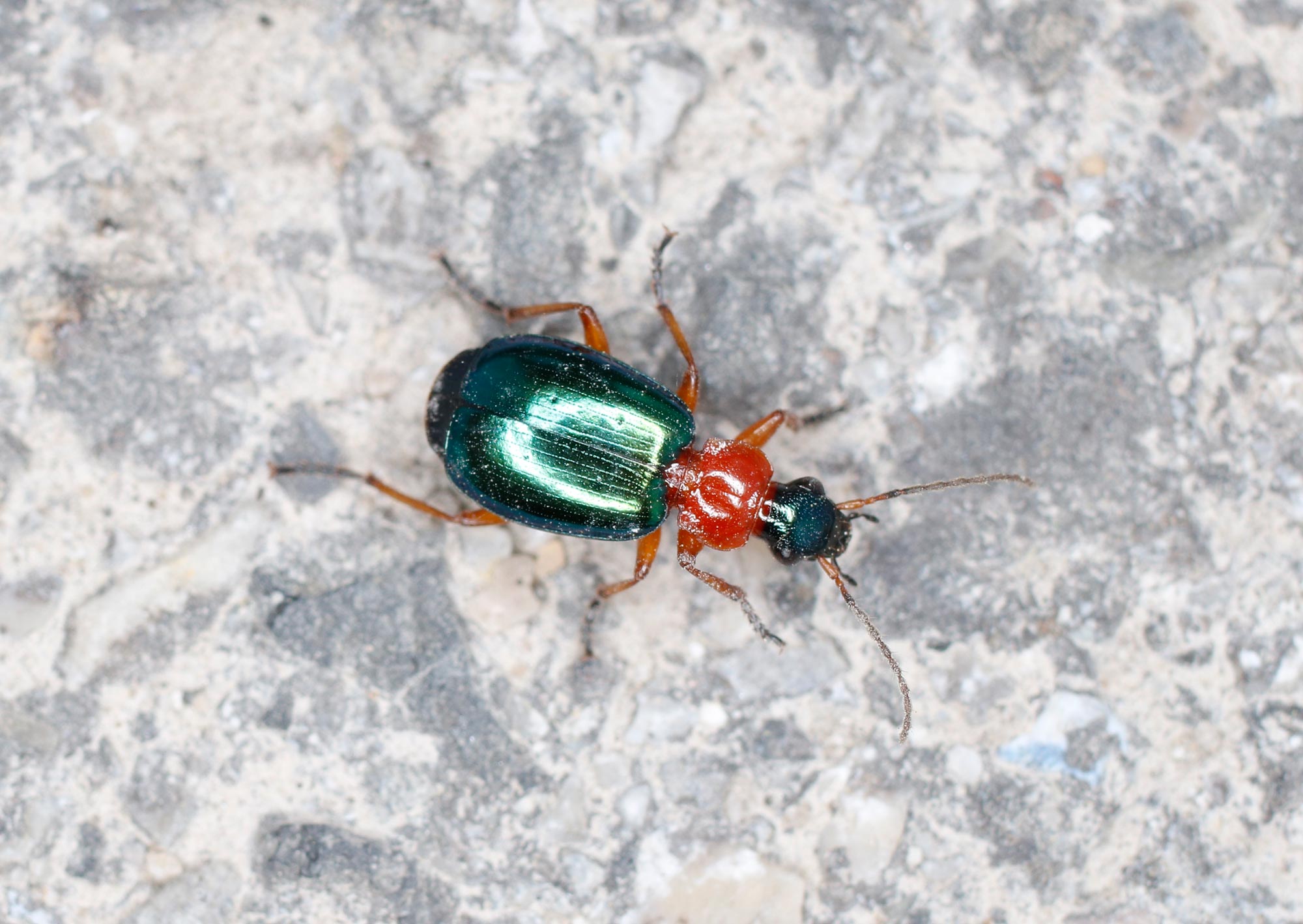 Carabidae: Lamprias chlorocephalus? S.